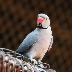 Indian Ring Necked Parrot