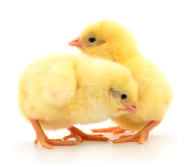 Two yellow chicken.