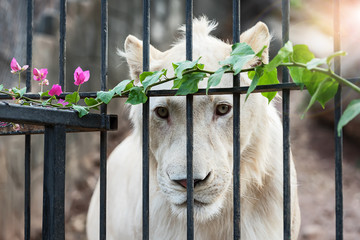 Lions and flowers