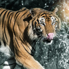 Photos of tiger naturally.