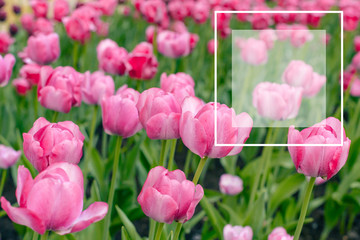Fototapeta premium Close-up of pink tulips in the field of pink tulips. Selective focus. International women day. Copyspace.