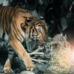 Photos of tiger naturally.