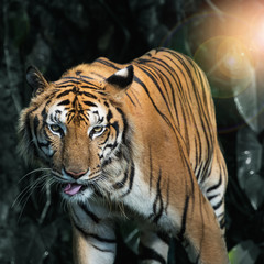 Plakat Photos of tiger naturally.