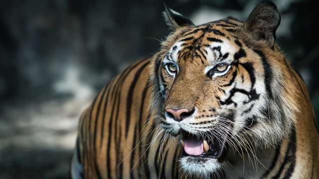 Close-Up tiger.