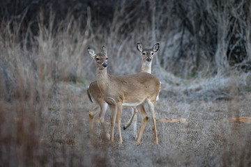 Whitetail  Does