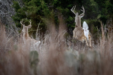 Whitetail Deer retreating