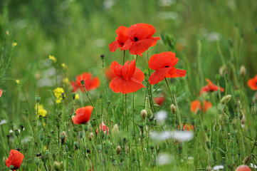 Flowering wild poppy (Papaver rhoeas)