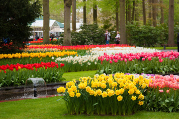 Beautiful tulips, background of blurry tulips in a tulip flowers garden. Nature