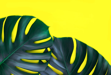 Fototapeta na wymiar Two tropical jungle monstera leaves isolated on bright yellow background. Flat lay style.