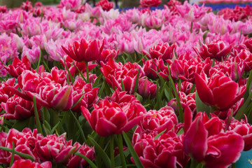 Beautiful tulips, background of blurry tulips in a tulip flowers garden. Nature