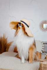 Fototapeta premium The Rough Collie dog at home. Dog inside