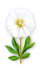 Offbeat zinnia flower. Composition of white zinnia with peony leaves. Art object on a white background.