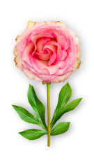 Offbeat rose flower. Composition of pink rose with peony leaves. Art object on a white background.