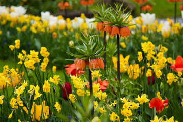Obraz premium Beautiful tulips, background of blurry tulips in a tulip flowers garden. Nature