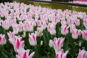 Beautiful tulips, background of blurry tulips in a tulip flowers garden. Nature