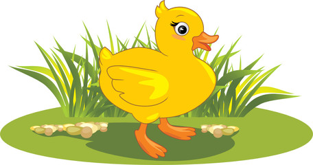 Cute walking duckling on the lawn