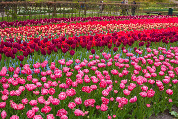 Beautiful tulips, background of blurry tulips in a tulip flowers garden. Nature