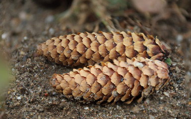 cones fell into the ground