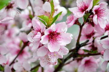 Obraz premium beautiful pink flowers in garden flowering almond branch in spring