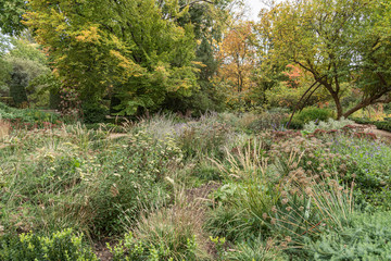 Natural wild garden. Big variety of bushes and trees