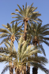 Palm trees in Morocco