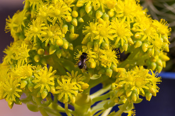 Detail of european or western honey bee pollinating on yellow flowers with warm sunlight on spring afternoon. Bees working on yellow and green flowers. Climate change concept. Pollen allergy.
