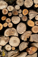 Cut wood lying on the stack. Background composed of chopped wood.