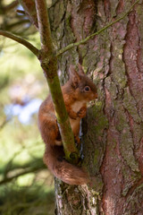 Co Durham Red.