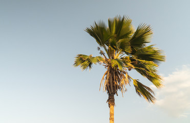 Fototapeta premium palmera a medio dia cerca a la playa