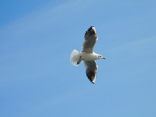 空を飛ぶユリカモメ