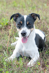 Black and white Jack Russell Terrier lying in a field