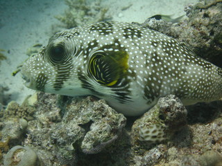 Underwater world - Whitespotted puffer lying on a coral.