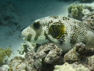 Underwater world - Whitespotted puffer lying on a coral. © Anton