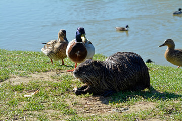 nutria am teichufer