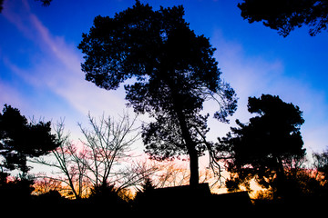 Drzewa w cieniu kolorowe niebo - obrazy, fototapety, plakaty