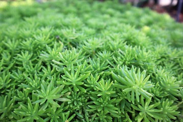 Green succulent plants that are planted in plots.