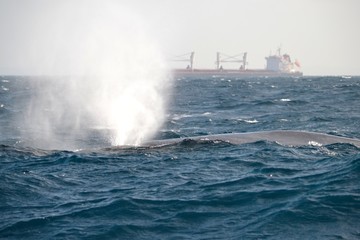 A whale releasing a fountain of water