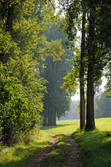 Obraz premium weg am wiesenrand