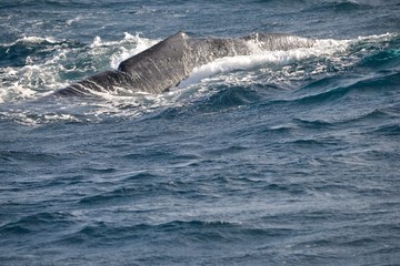 Fototapeta premium Whale's back in the ocean