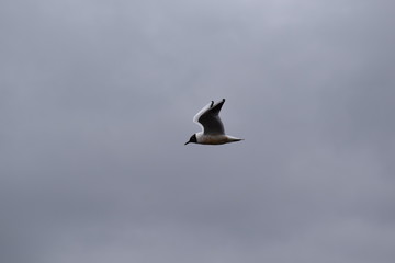 Pássaro a voar com as asas para cima