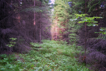 Summer landscape overgrown with thick spruce forest with fern in the foreground.