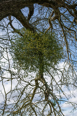 Mistletoe on a bare branch in winter.