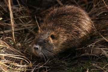 A young nutria in nature reserve 