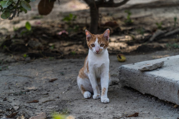 gato beige con blanco en el jardín
