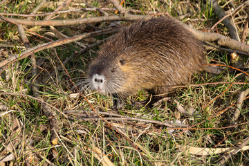 A young nutria in nature reserve 