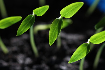 young pepper sprouts reaching for sunlight