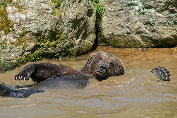 European brown bear (Ursus arctos arctos) swimming on his back in pond
