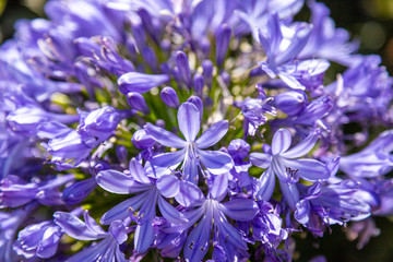 blue flowers in garden