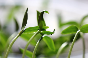 young sprouts of garden seedlings reach for sunlight