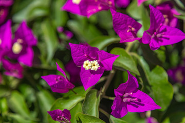 purple flowers in the garden